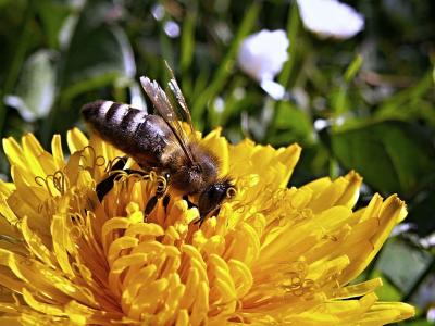 Maryland is the First State to Pass Bill Protecting Bees from Pesticides