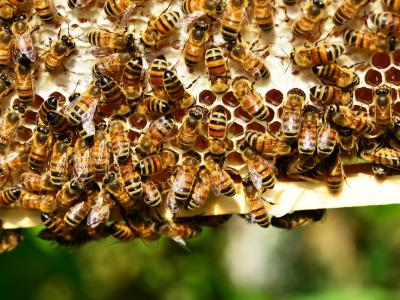 New Study Implies Bees Might Be Key to Global Food Security