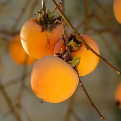 Know Your Food: Persimmon