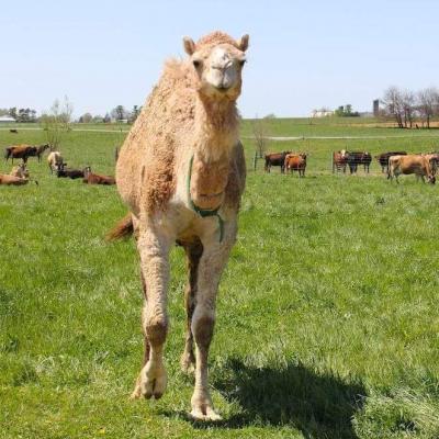 Know Your Food: Camel Milk