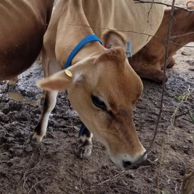 Proposed Guidelines Allow Meat Producers to Define “Humanely-Raised” For Themselves