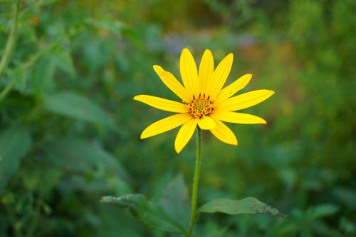 Источник: flora-file.tumblr.com/post/134331019712/sunchoke-f Источник: flora-file.tumblr.com/post/134331019712/sunchoke-f