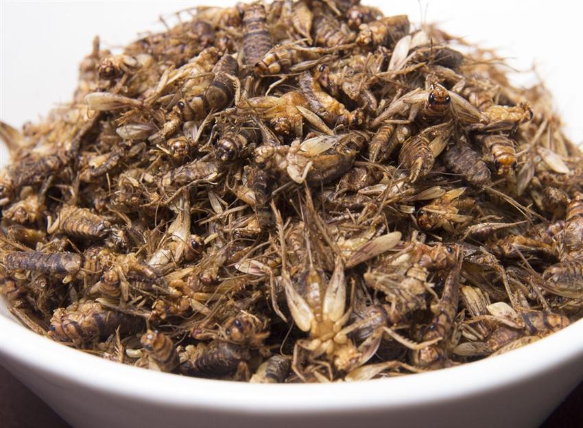 Everything You Need to Know About Eating Insects