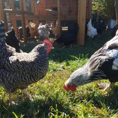 USDA Proposes Rules to Protect Small Farmers