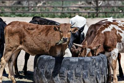 FDA Limits Antibiotics Given to Farm Animals