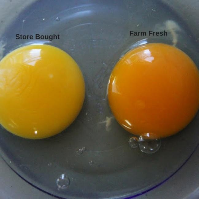 Grandma's Way - Farm Fresh Eggs vs Store Bought Eggs