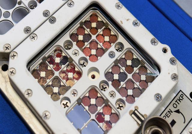 Источник: qz.com/909040/algae-and-cyanobacteria-survived-two Источник: qz.com/909040/algae-and-cyanobacteria-survived-two