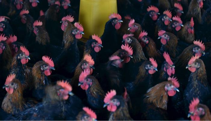 Источник: qz.com/915746/tyson-foods-pledges-to-go-an Источник: qz.com/915746/tyson-foods-pledges-to-go-an