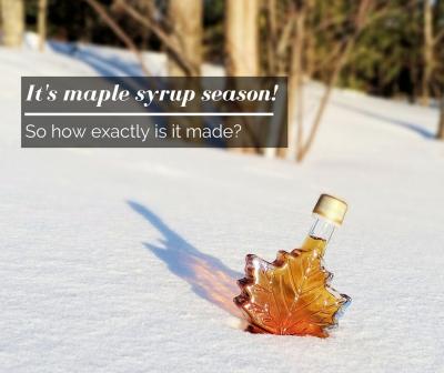 The Short and Sweet Maple Syrup Season: How it Works