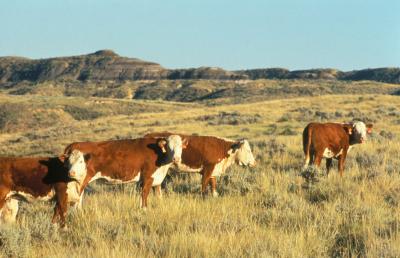 USDA Proposes Stricter Animal Welfare Standards for Organic Meat and Poultry