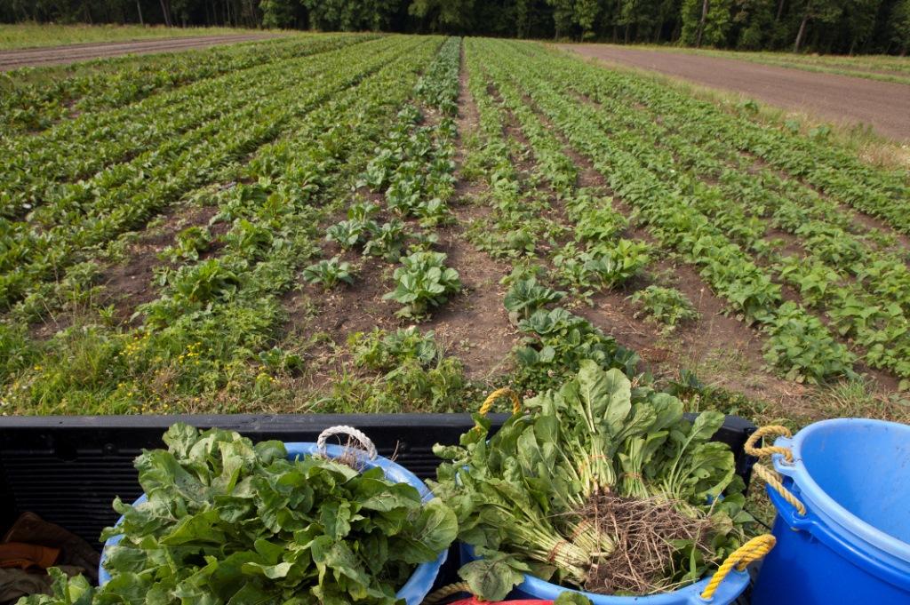 Certified Organic Farm Count Continues to Grow in the United States