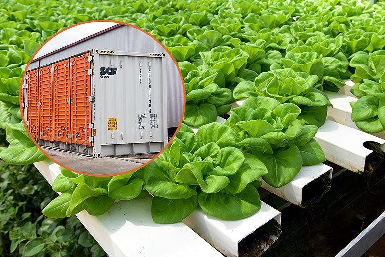 Источник: finance.yahoo.com/news/greens-revolution-indoor-fa Источник: finance.yahoo.com/news/greens-revolution-indoor-fa