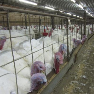 Changes to USDA Organic certification revoke animal welfare protections