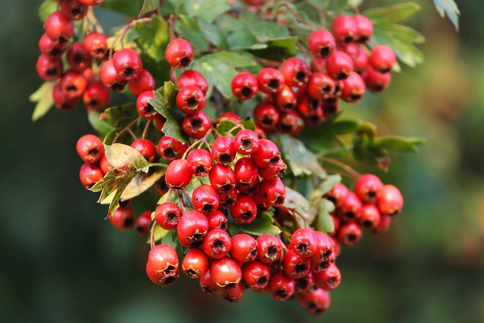 Источник: pixabay.com/photos/hawthorn-crataegus-red-berries- Источник: pixabay.com/photos/hawthorn-crataegus-red-berries-
