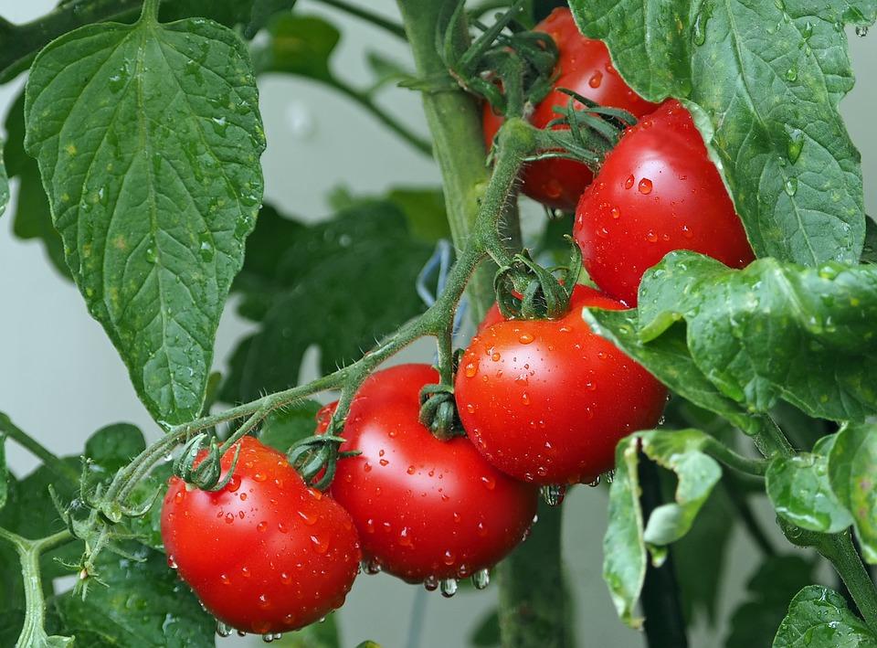 Источник: pixabay.com/photos/tomatoes-bio-balcony-rain-15615 Источник: pixabay.com/photos/tomatoes-bio-balcony-rain-15615