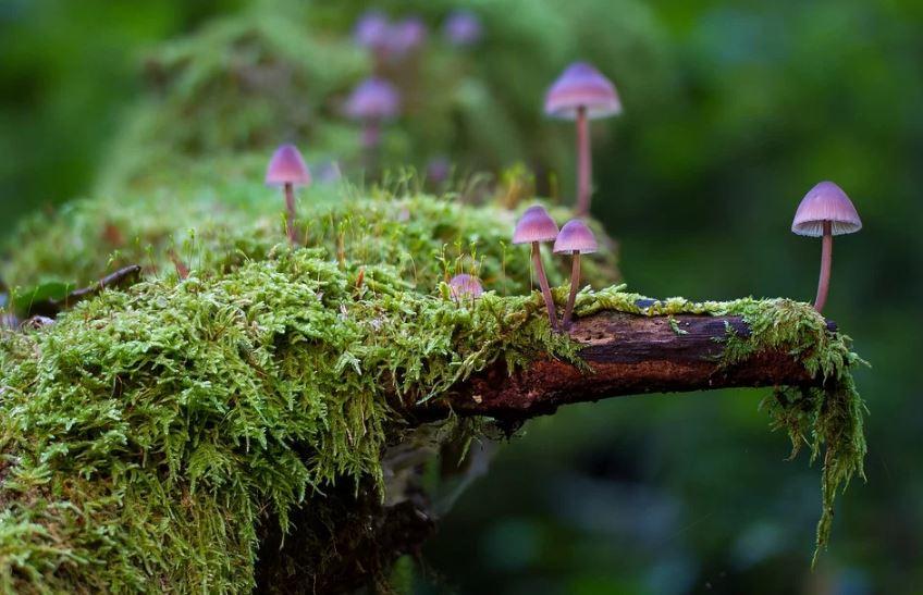 Источник: pixabay.com/photos/mushroom-moss-mini-mushroom-278