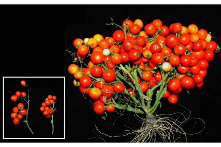 Источник: www.smithsonianmag.com Источник: www.smithsonianmag.com