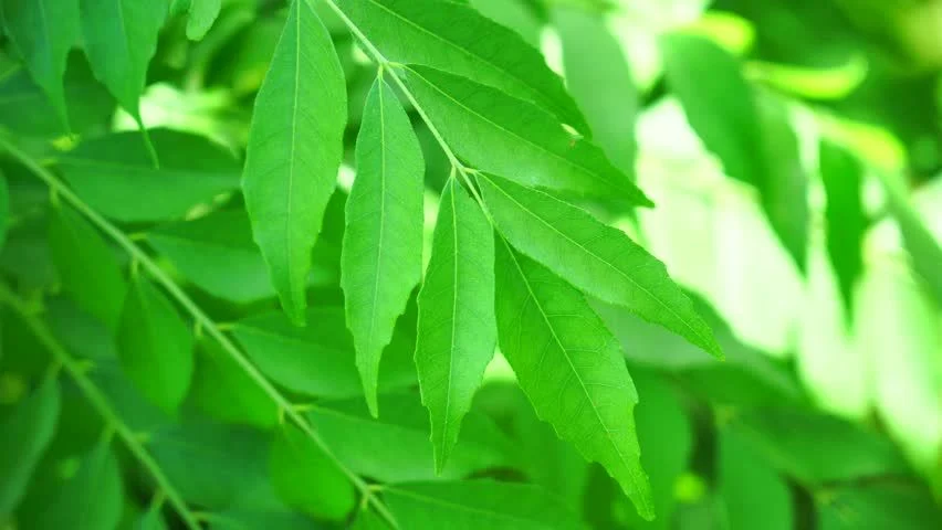 Know Your Food: Fresh Curry Leaves