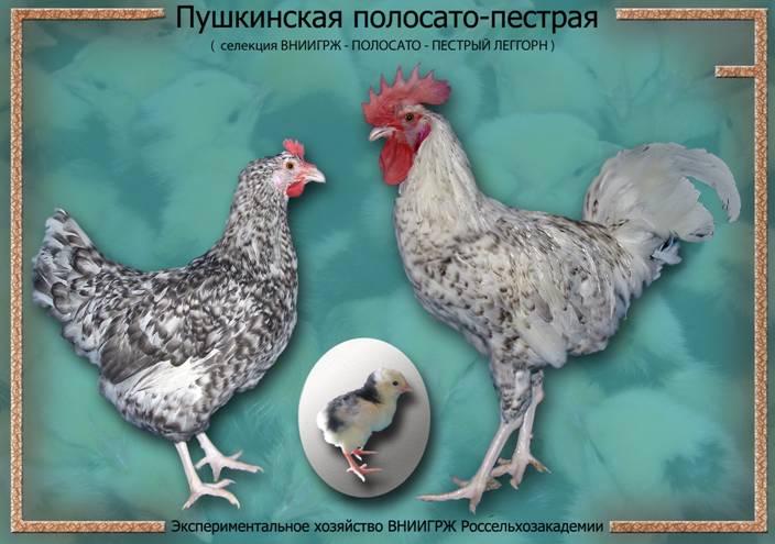 Цыплята Пушкинской породы кур