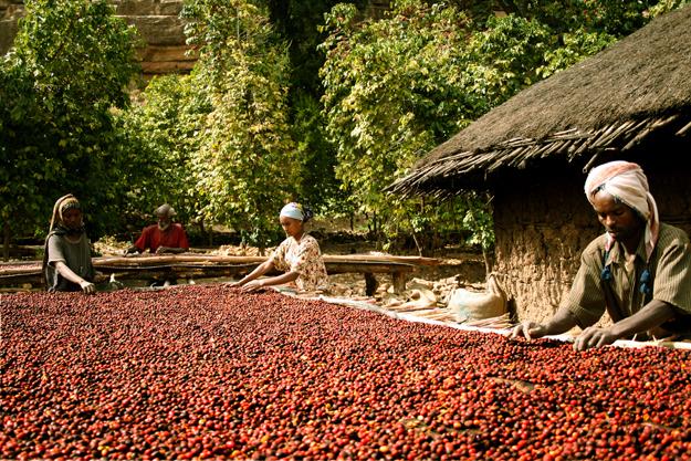 Organic Single Origin Ultra Premium Coffee from Ethiopia
