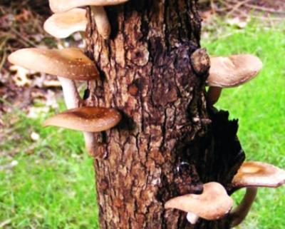 Shiitake Mushrooms Log