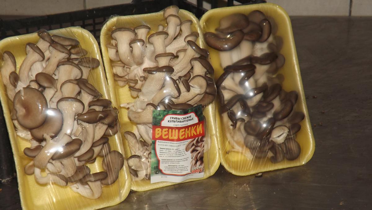 Грибы Вешенки Купить В Воронеже
