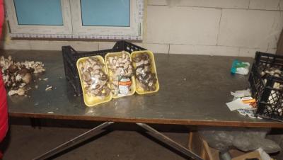 свежие грибы вешенка