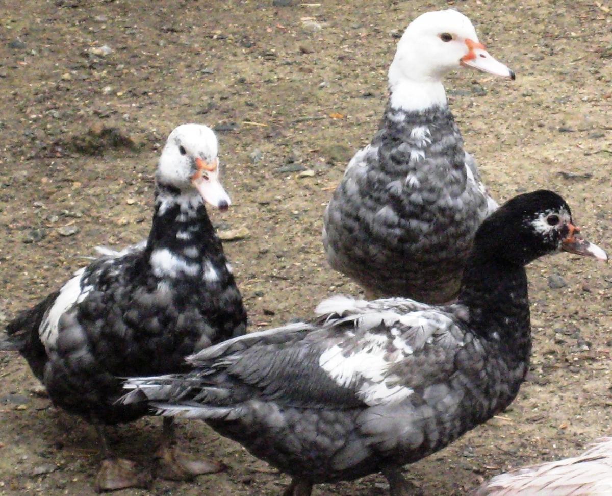 6 Muscovy Duck Hatching Eggs GREAT FOR NEIGHBORHOODS NPIP+AI 