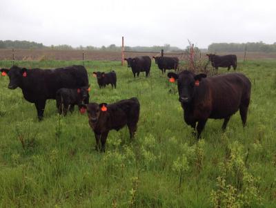 100% Grass fed Beef 100% Grass fed Beef