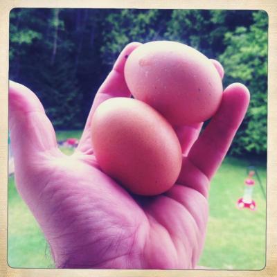 Honest Free Range Organic Eggs