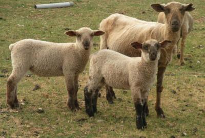 Free Range Lambs