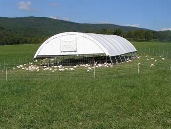 Pastured Organic Broad-Breasted White Turkeys