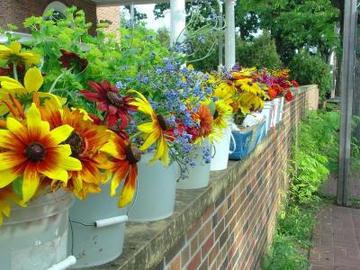 MN-grown Garden Flowers