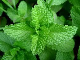 Locally  harvested fresh mint 