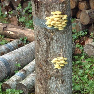 Dried Golden Oyster or Shiitake  mushrooms/ 1 OZ 