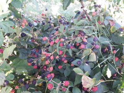 Pick Your Own Organic Blackberries