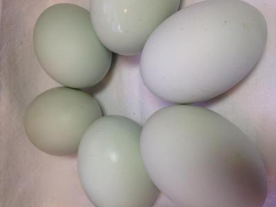 Chicken Eggs