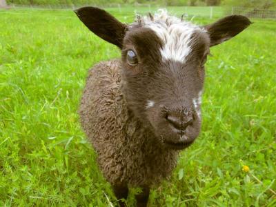 Your Tent on a Working Sheep Farm