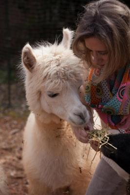 Alpacas