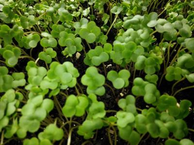 Microgreens