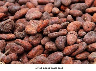 Dried Cocoa seed