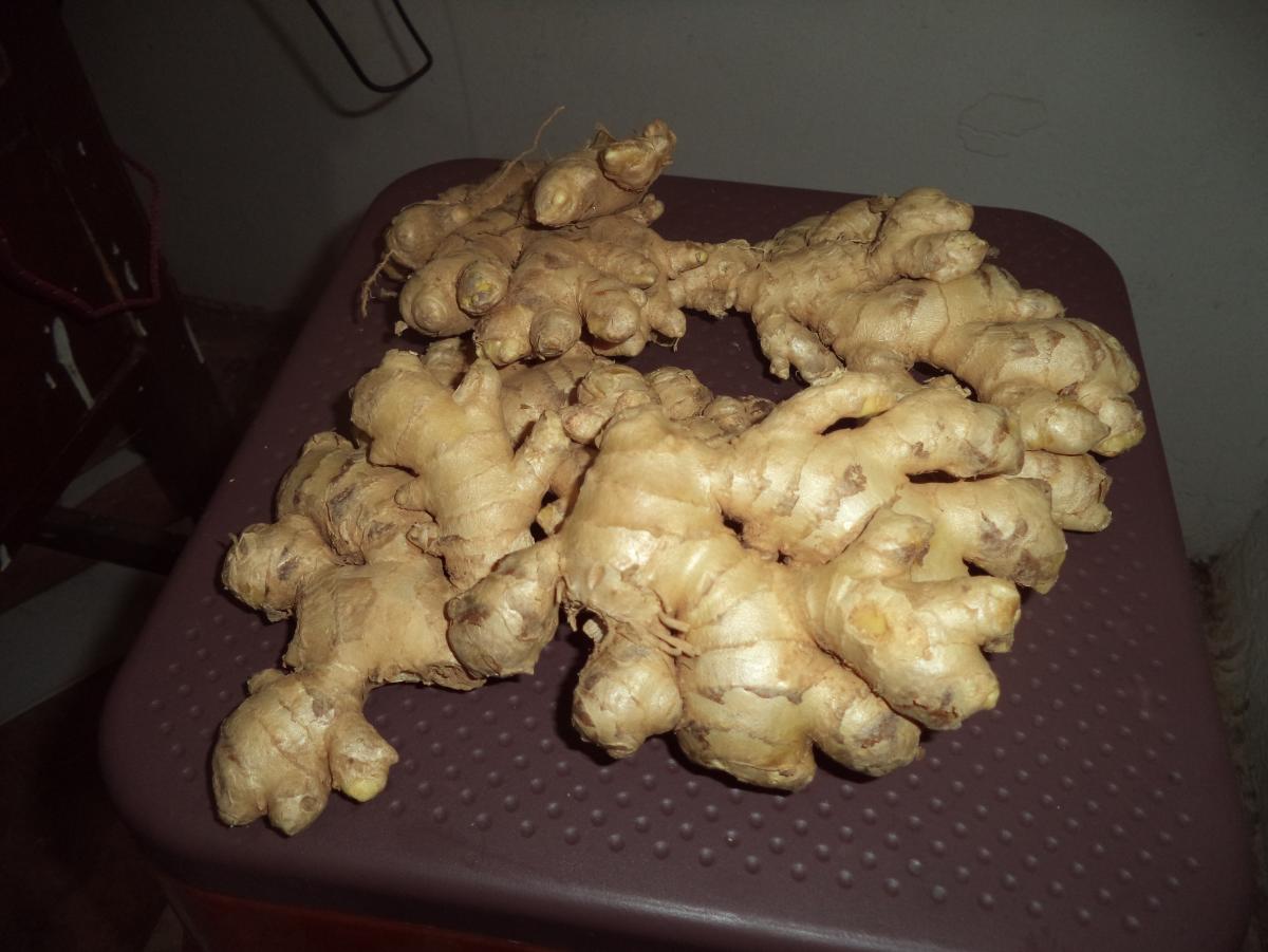 Fresh and dried Ginger