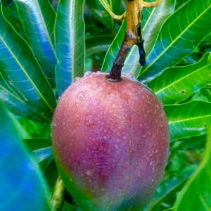 Mango Fruit Farm Fresh ~ Unique varities ~ Simply delicious!