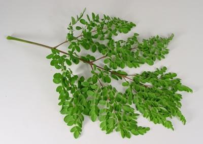 Moringa leaves, fresh cut