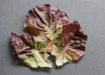 romaine, organic lettuce romaine, organic lettuce