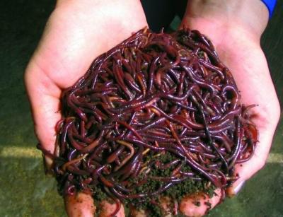 1lb. of Redworms