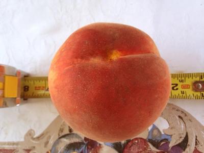 Tree Ripened Peaches. Multiple product options available: 2