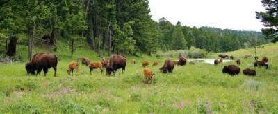 Bison Meat