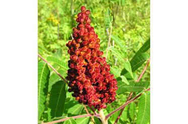 Wild Sumac berry horns