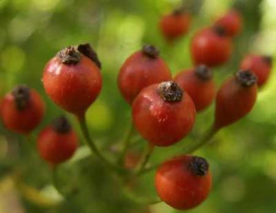 Wild Rose Hips